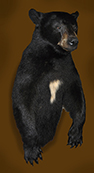 bear upright mount